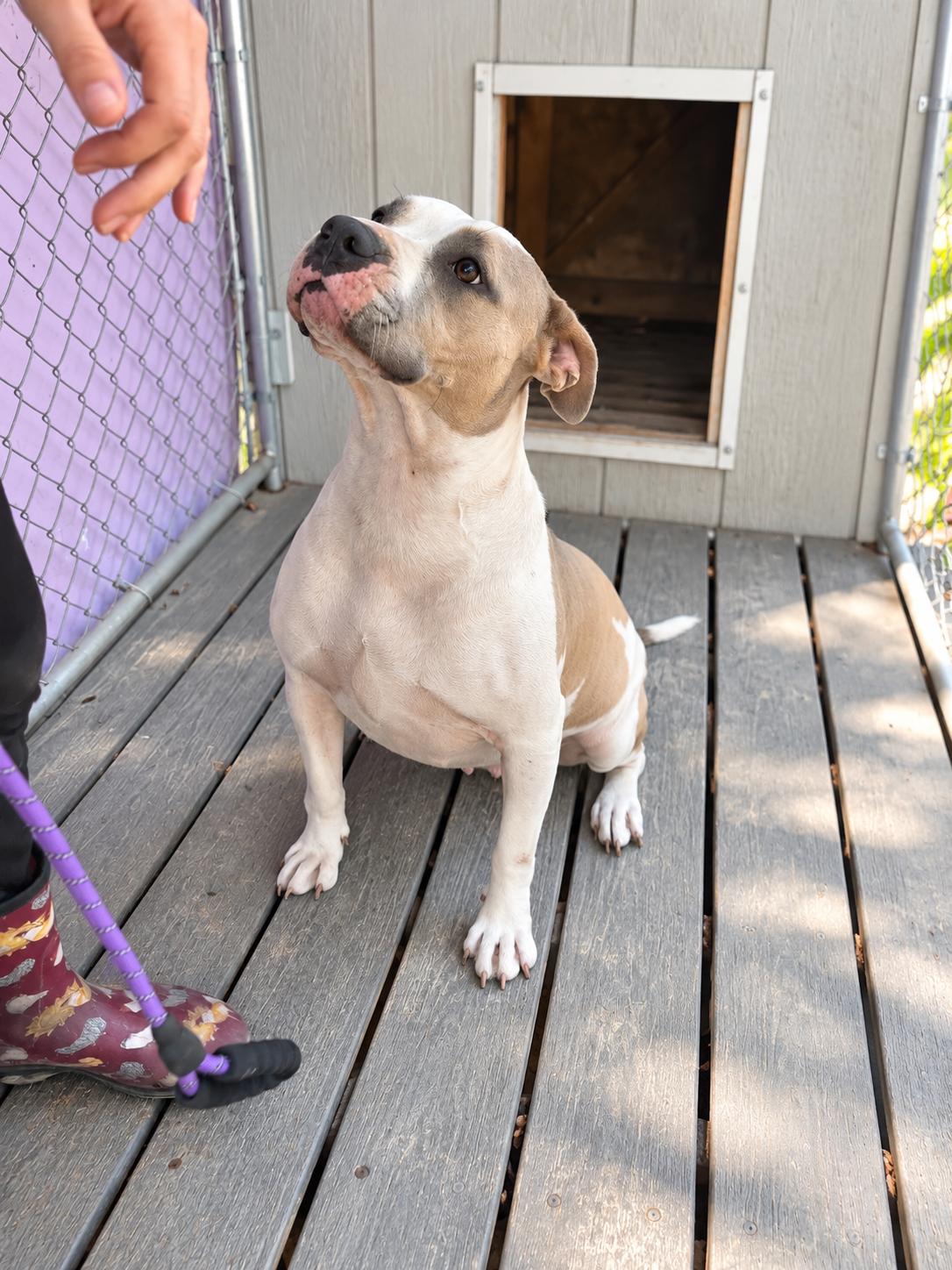 Enlarge Claudette, a Adoptable mixed breed in Jacksonville, FL image 3/6