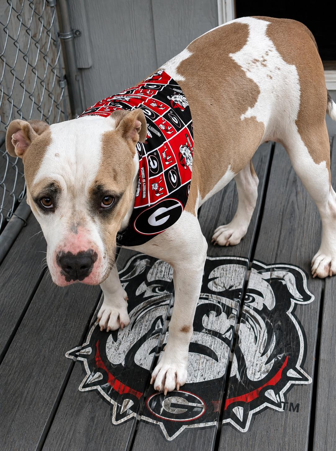 Enlarge Claudette, a ADOPTABLE mixed breed in Jacksonville, FL image 3/4
