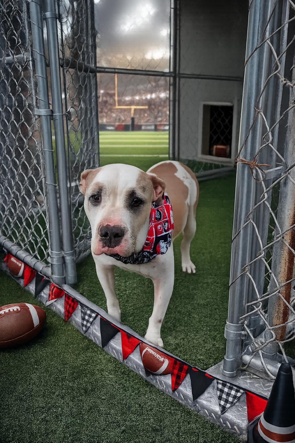 Enlarge Claudette, a ADOPTABLE mixed breed in Jacksonville, FL image 2/4