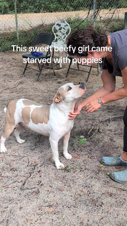 Enlarge Claudette, a Adoptable mixed breed in Jacksonville, FL video 6/6