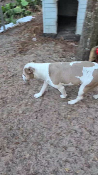 Enlarge Claudette, a ADOPTABLE mixed breed in Jacksonville, FL video 4/4