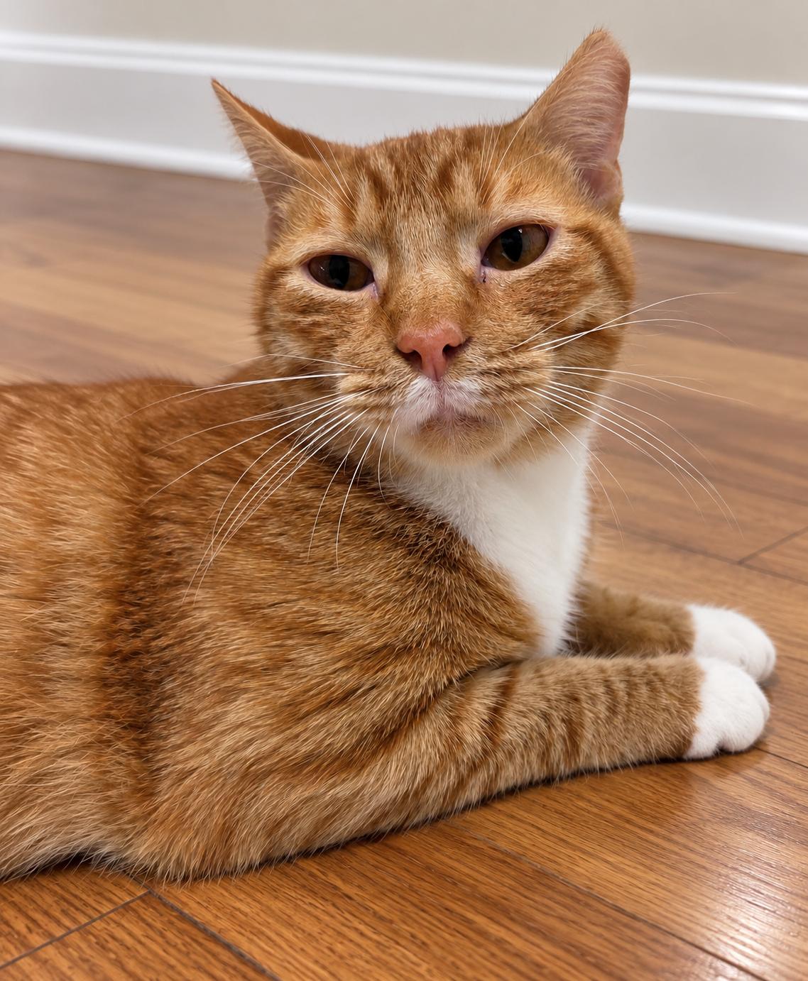 Enlarge Tiger, a Adoptable Domestic Short Hair in Seattle, WA image 1/2