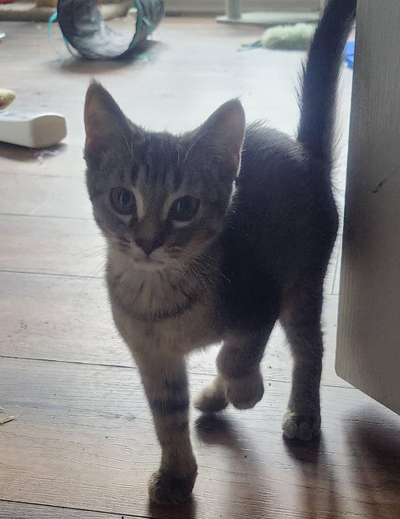 Brats, Adopted, Kitten Female Domestic Short Hair.