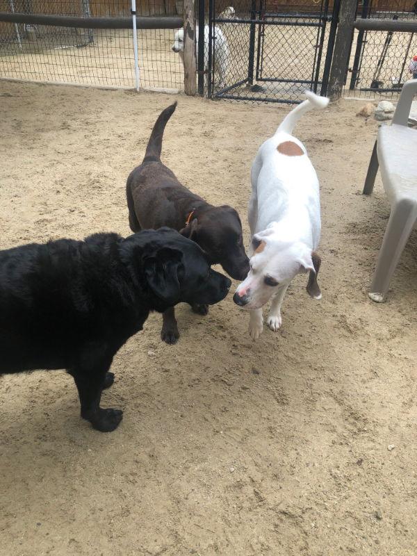 Krypto, Adoptable, Young Male Coonhound.