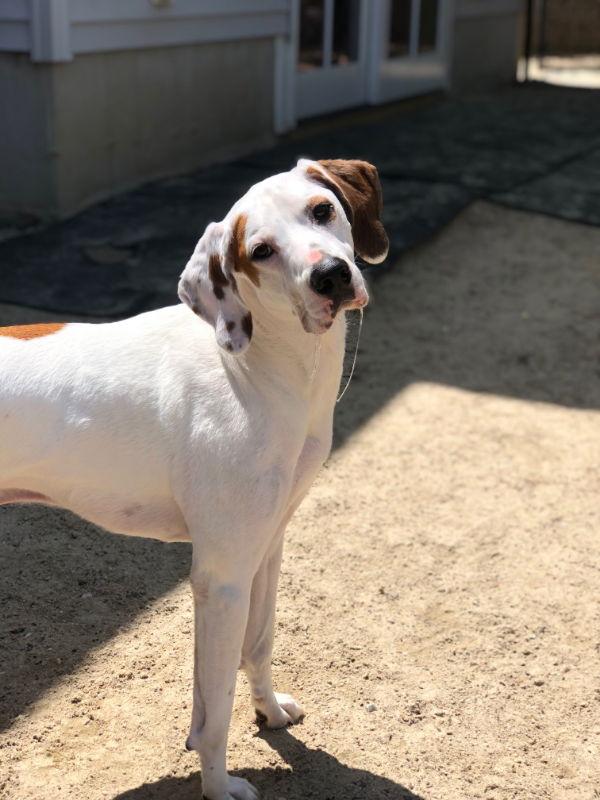Krypto, a Adoptable Coonhound in East Derry, NH image 2/3