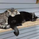 Myers, Adoptable, Adult Male Domestic Short Hair.