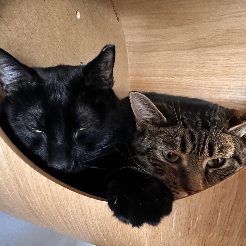 Enlarge Myers, a Adoptable Domestic Short Hair in Nashville, TN image 2/3