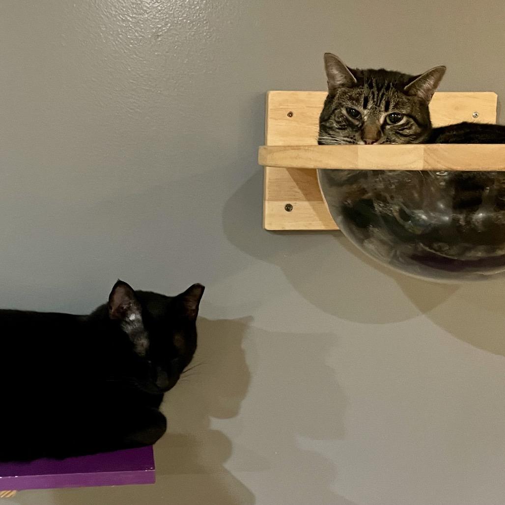 Enlarge Myers, a Adoptable Domestic Short Hair in Nashville, TN image 3/3