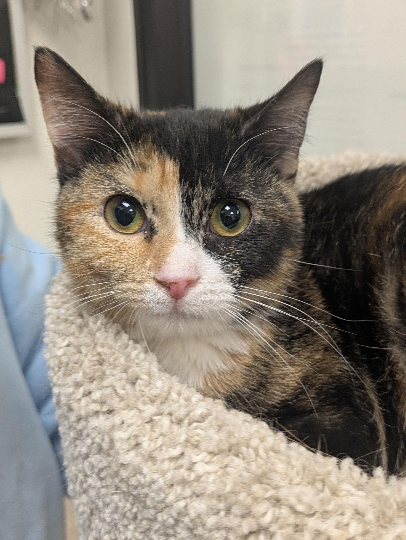 Marigold, a Adopted Domestic Short Hair in Island Lake, IL image 1/3