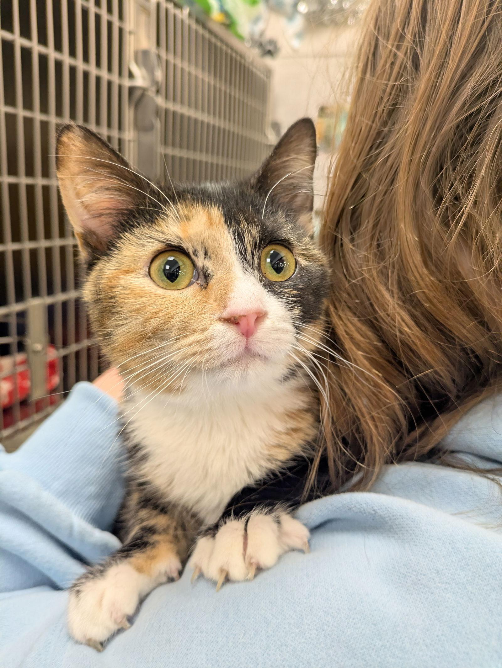 Marigold, a Adopted Domestic Short Hair in Island Lake, IL image 2/3