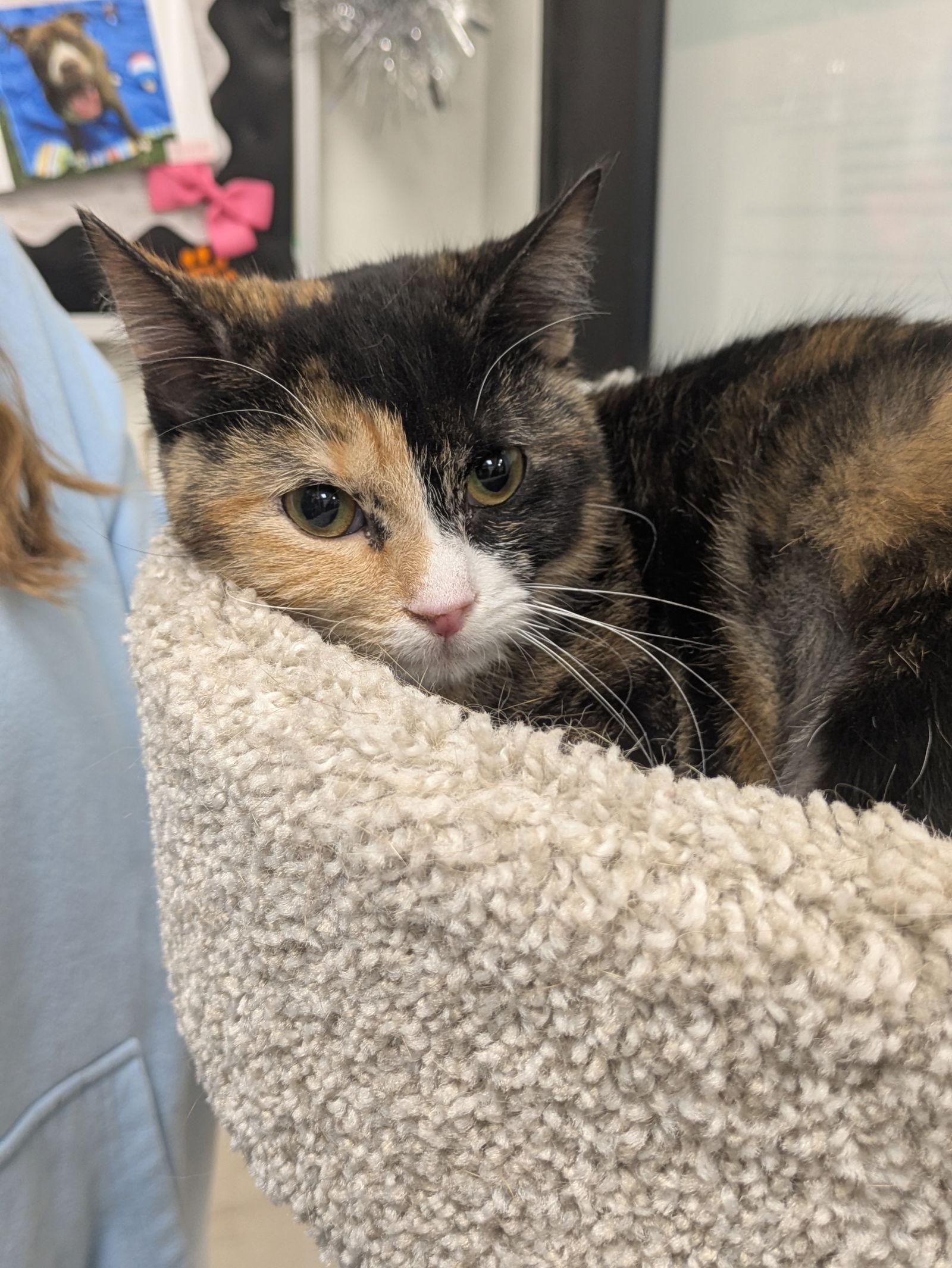 Marigold, a Adopted Domestic Short Hair in Island Lake, IL image 3/3
