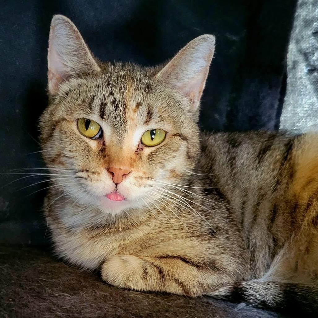 Lottie, Adoptable, Adult Female Domestic Short Hair.