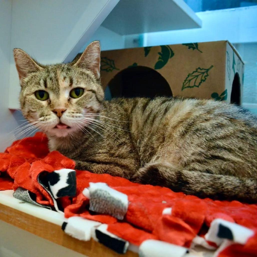 Lottie, a Adoptable Domestic Short Hair in Saint Charles, MO image 2/6