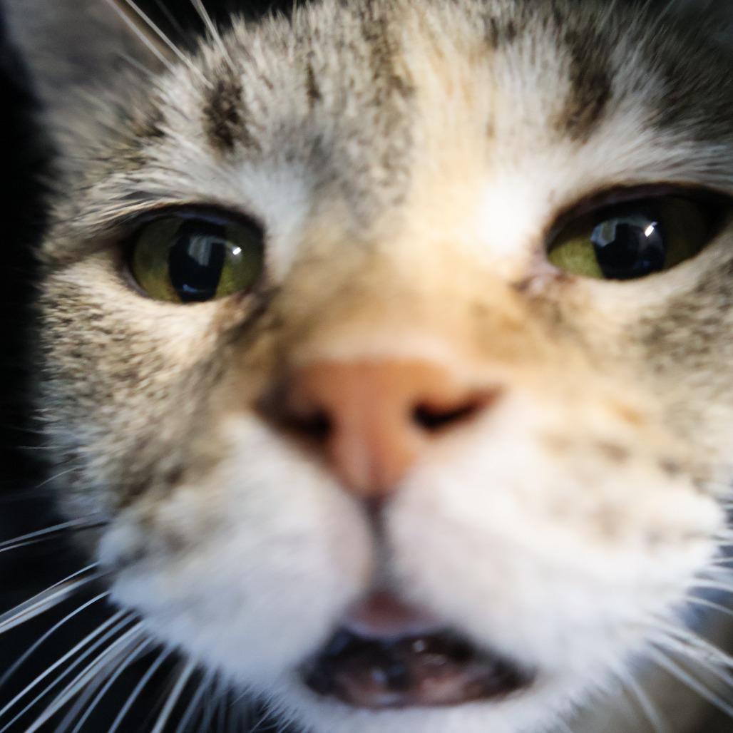 Enlarge Lottie, a Adoptable Domestic Short Hair in Saint Charles, MO image 2/5