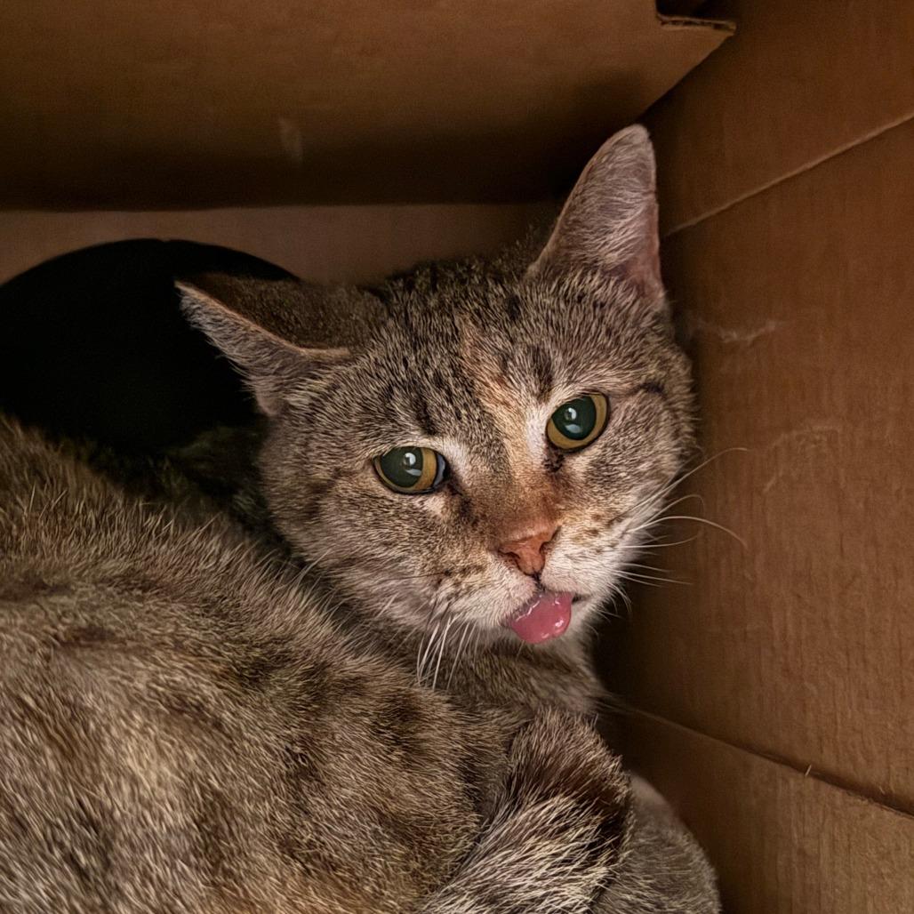 Enlarge Lottie, a Adoptable Domestic Short Hair in Saint Charles, MO image 3/5
