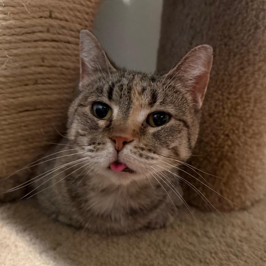 Lottie, a Adoptable Domestic Short Hair in Saint Charles, MO image 4/6