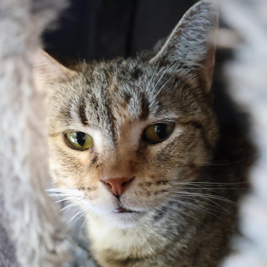Enlarge Lottie, a Adoptable Domestic Short Hair in Saint Charles, MO image 4/5