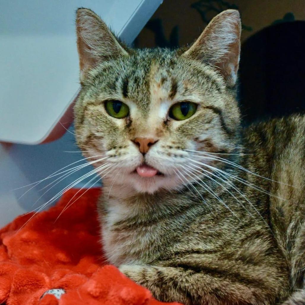 Lottie, a Adoptable Domestic Short Hair in Saint Charles, MO image 6/6