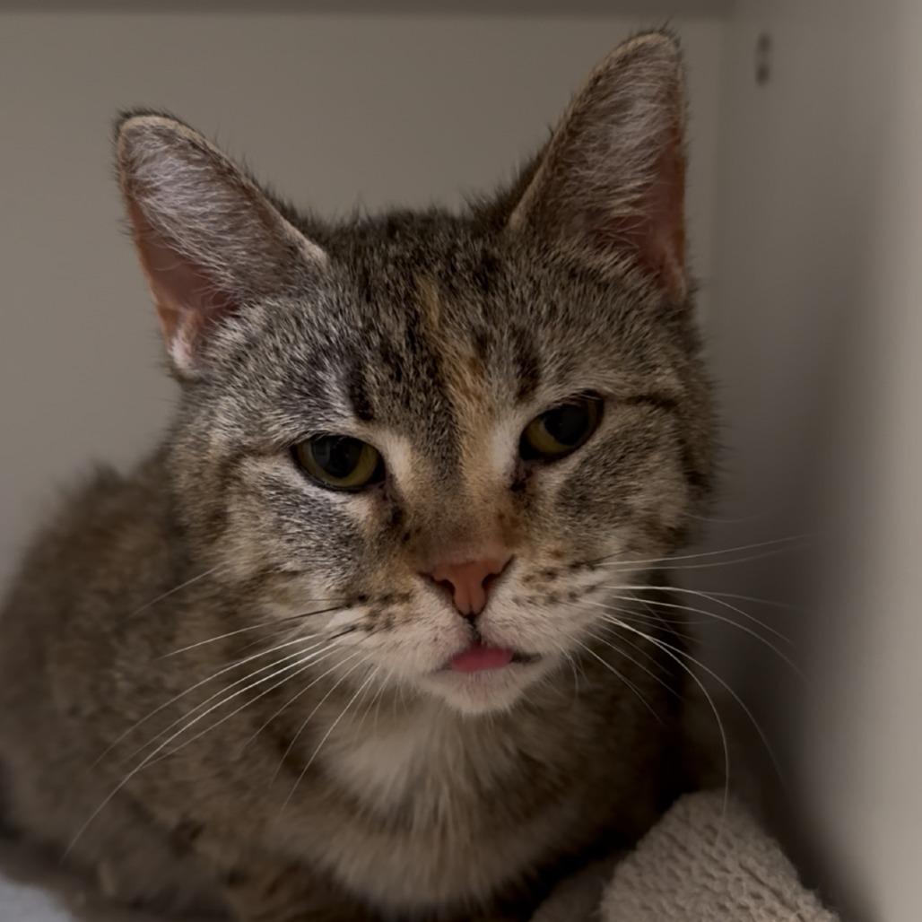 Enlarge Lottie, a Adoptable Domestic Short Hair in Saint Charles, MO image 5/5