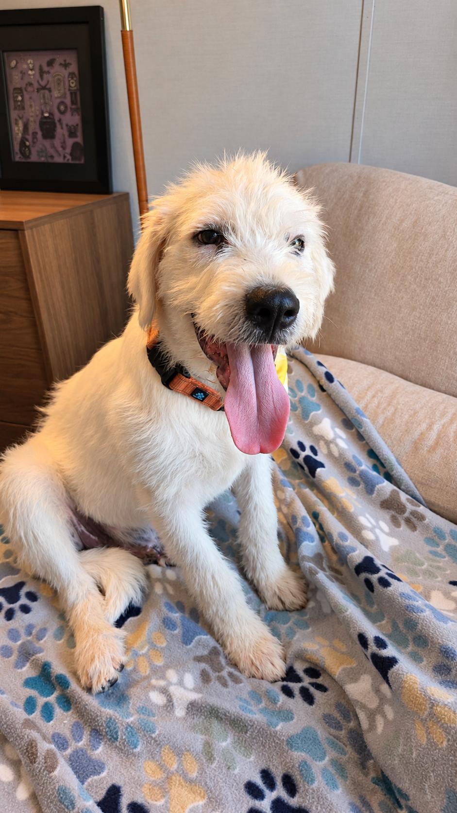 Enlarge CASPER, a Adoptable mixed breed in Brewster, NY image 3/6