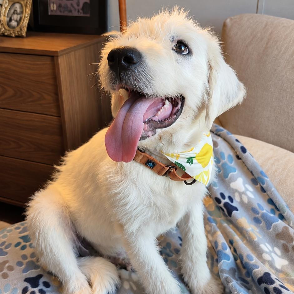 CASPER, Adoptable, Young Male Terrier.