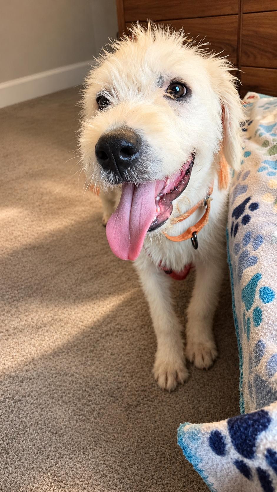 Enlarge CASPER, a Adoptable mixed breed in Brewster, NY image 2/6
