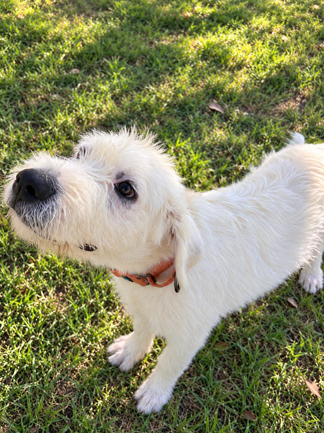 Enlarge CASPER, a Adoptable mixed breed in Brewster, NY image 4/6