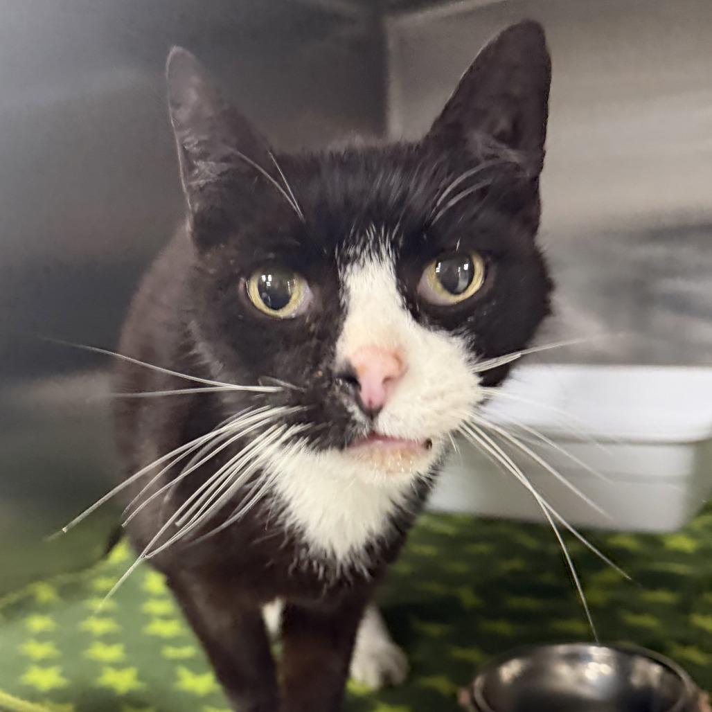 Enlarge Gobstopper, a Adoptable Domestic Short Hair in Marion, VA image 1/1