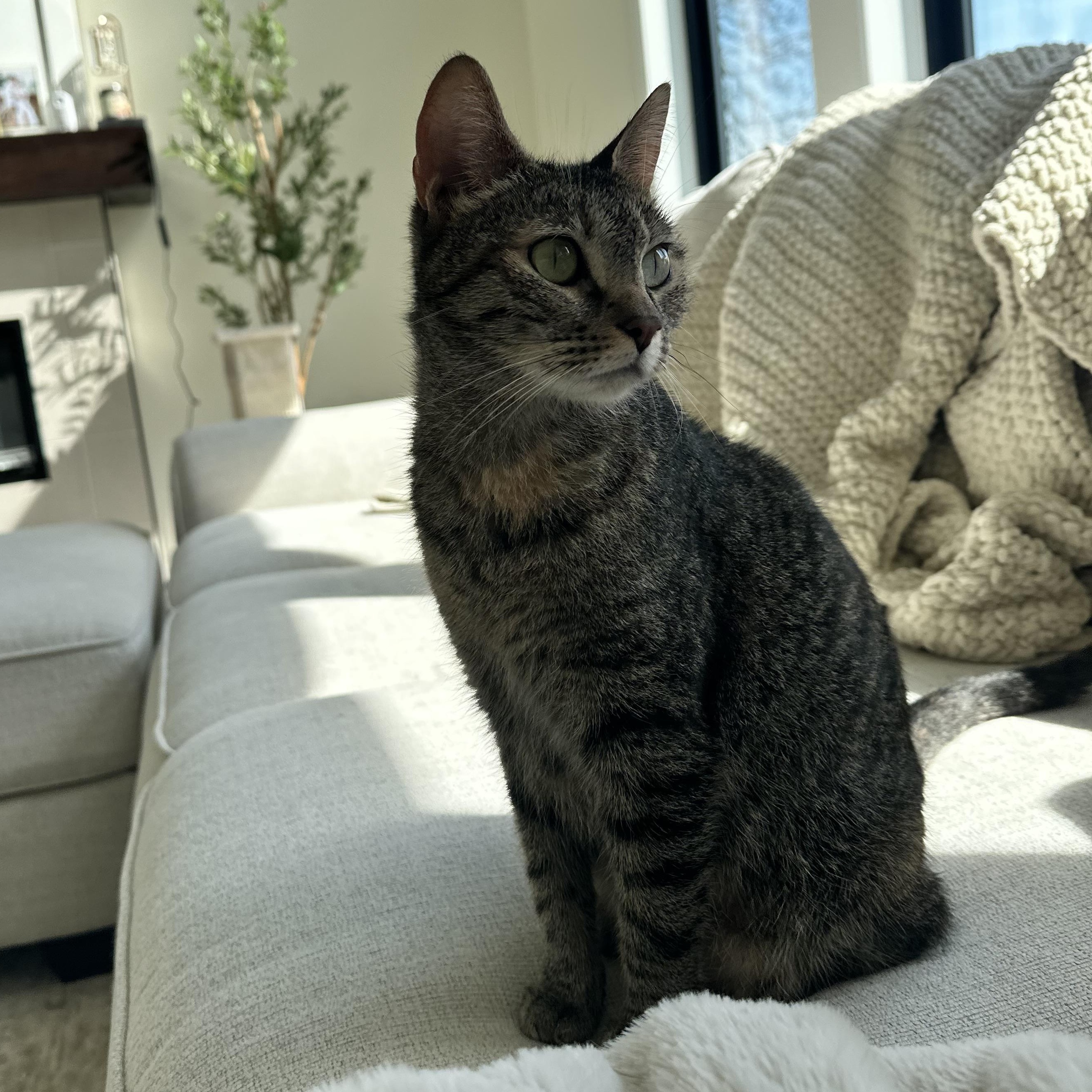 Daisy - IN FOSTER, Adoptable, Young Female Domestic Short Hair & American Shorthair.