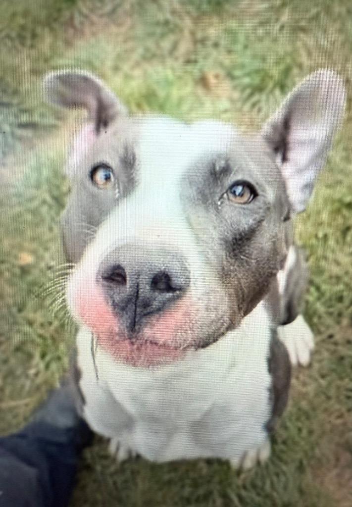 Adam, a Adoptable mixed breed in Detroit, MI image 1/2