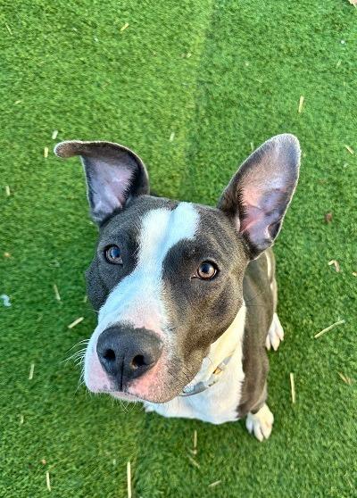 Adam, a Adoptable mixed breed in Detroit, MI image 2/2
