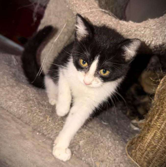 Enlarge SALLY, a ADOPTABLE Domestic Short Hair in Mankato, MN image 2/2