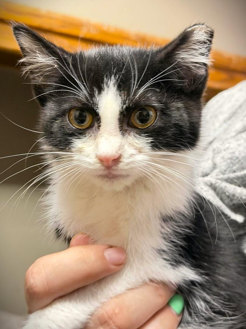 Enlarge SALLY, a ADOPTABLE Domestic Short Hair in Mankato, MN image 1/2