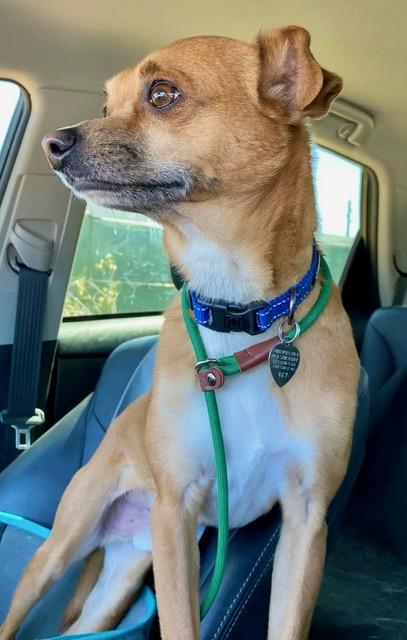 Oscar, a Adoptable mixed breed in Scottsdale, AZ image 3/6