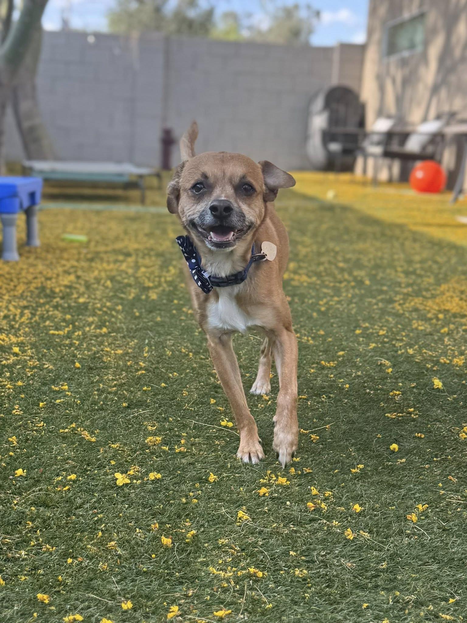 Oscar, Adoptable, Adult Male Chihuahua.