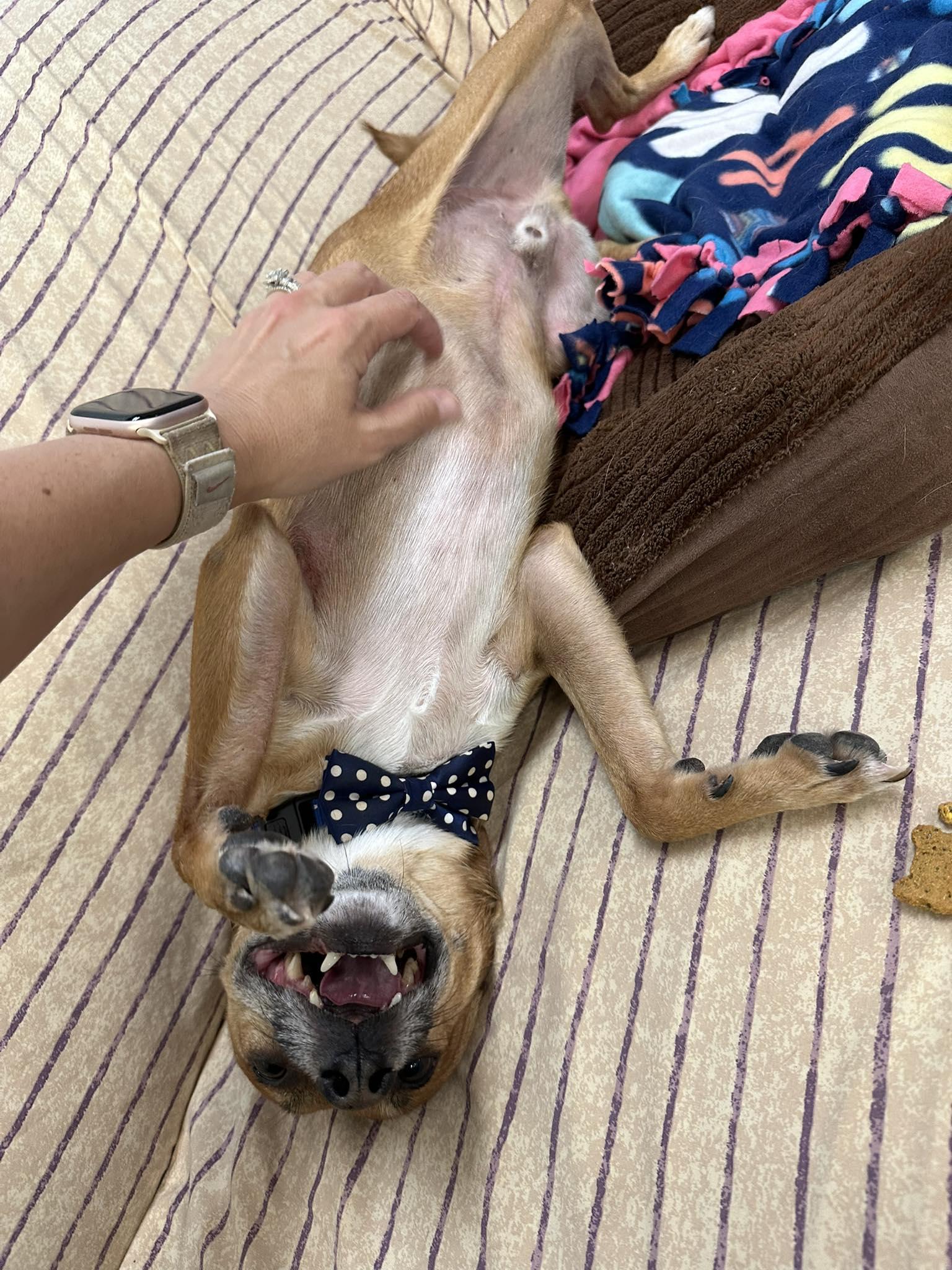 Oscar, a Adoptable mixed breed in Scottsdale, AZ image 5/6