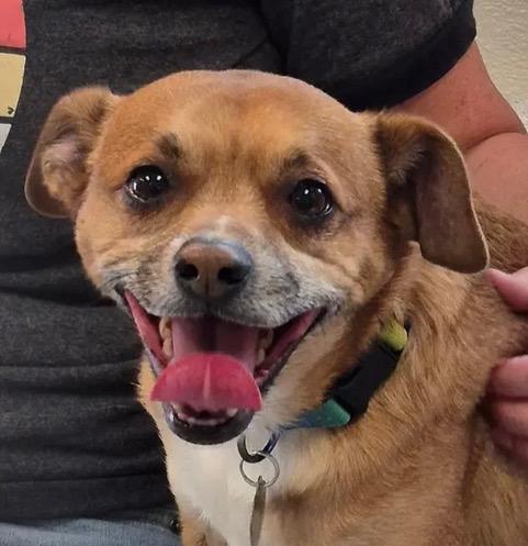 Oscar, a Adoptable mixed breed in Scottsdale, AZ image 2/6