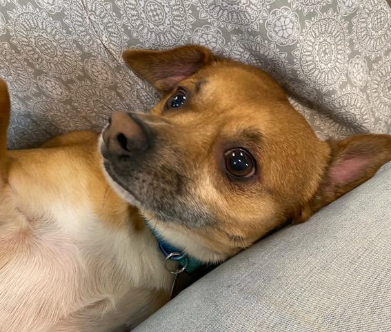 Oscar, a Adoptable mixed breed in Scottsdale, AZ image 4/6