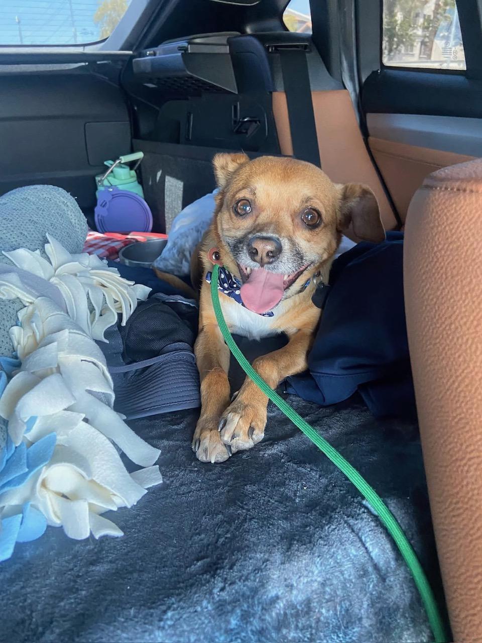 Oscar, a Adoptable mixed breed in Scottsdale, AZ image 6/6