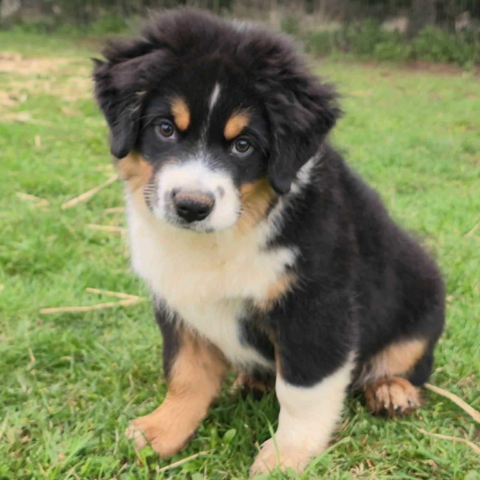 Enlarge Charming Chomsky , an adoptable Australian Shepherd in La Center, WA image 4/4