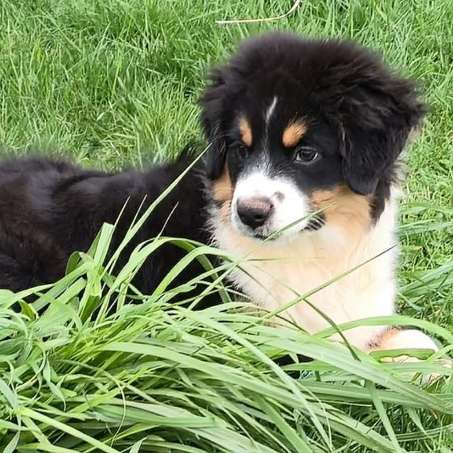 Enlarge Charming Chomsky , an adoptable Australian Shepherd in La Center, WA image 3/4