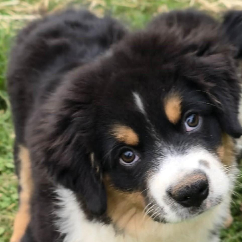 Charming Chomsky , adoptable, Puppy Male Australian Shepherd.