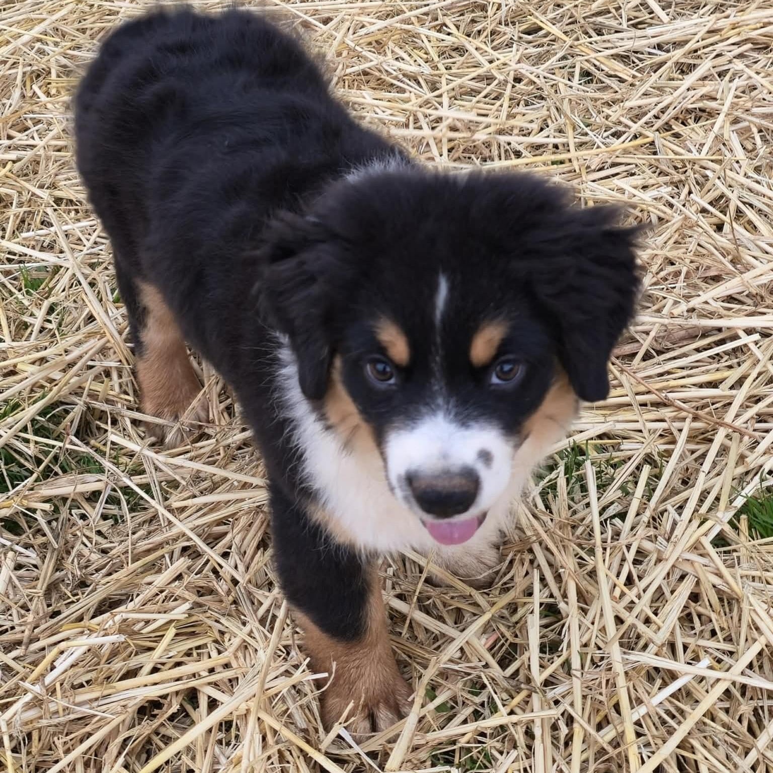 Enlarge Charming Chomsky , an adoptable Australian Shepherd in La Center, WA image 2/4