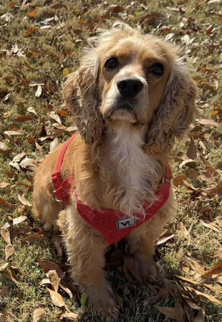 Coy the Cocker , ADOPTABLE, Adult Male Cocker Spaniel.