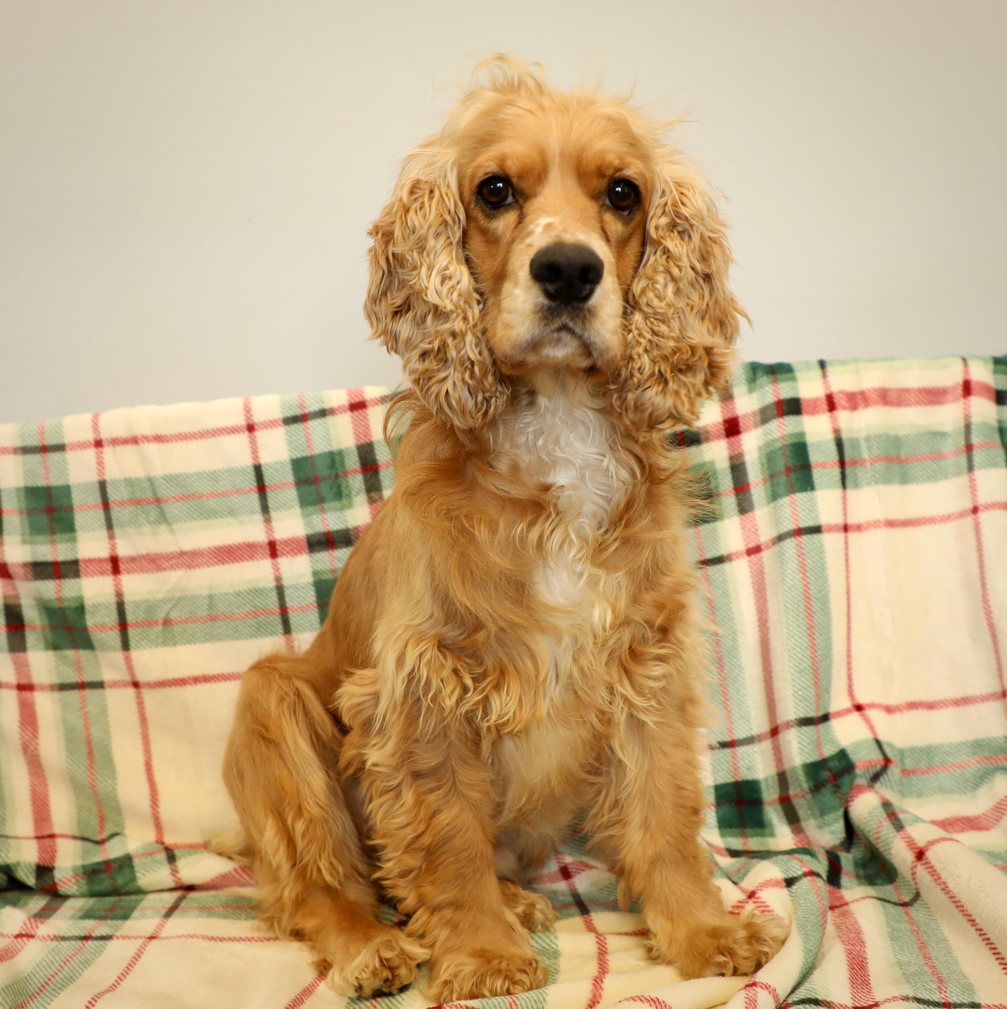 Enlarge Coy the Cocker , a ADOPTABLE mixed breed in Lawrenceville, GA image 1/5