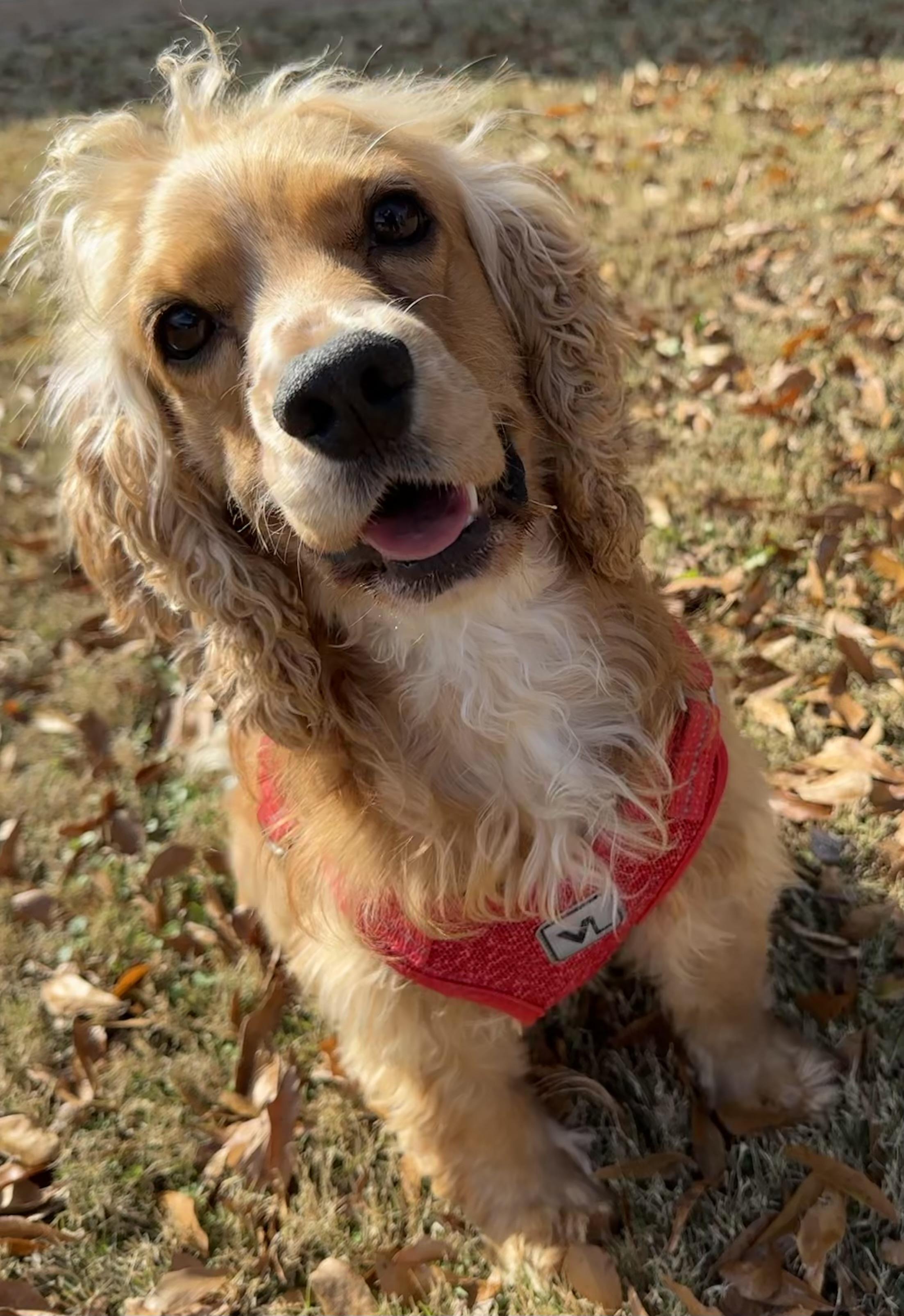 Coy the Cocker , a ADOPTABLE mixed breed in Lawrenceville, GA image 2/2