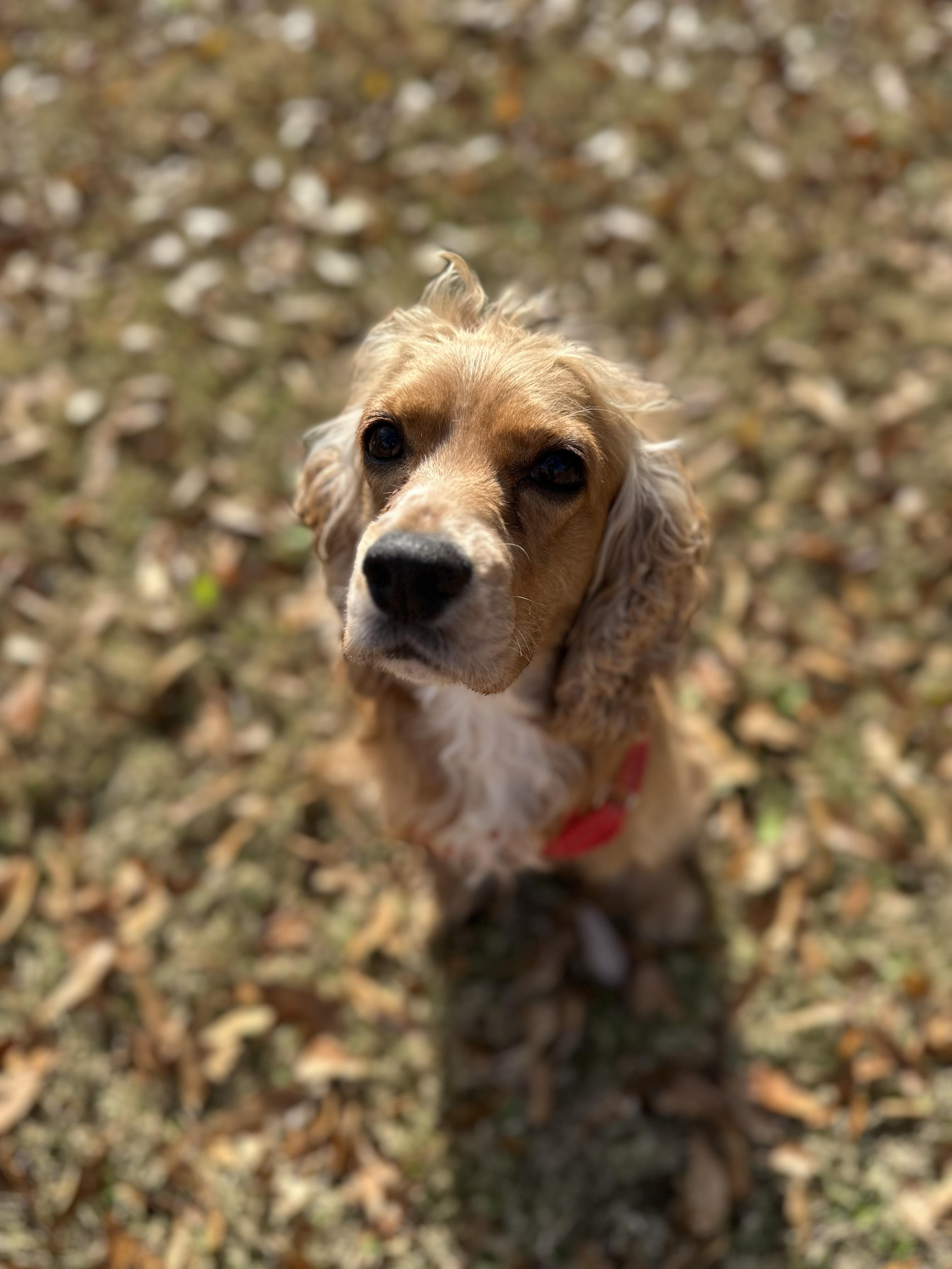 Enlarge Coy the Cocker , a ADOPTABLE mixed breed in Lawrenceville, GA image 4/5