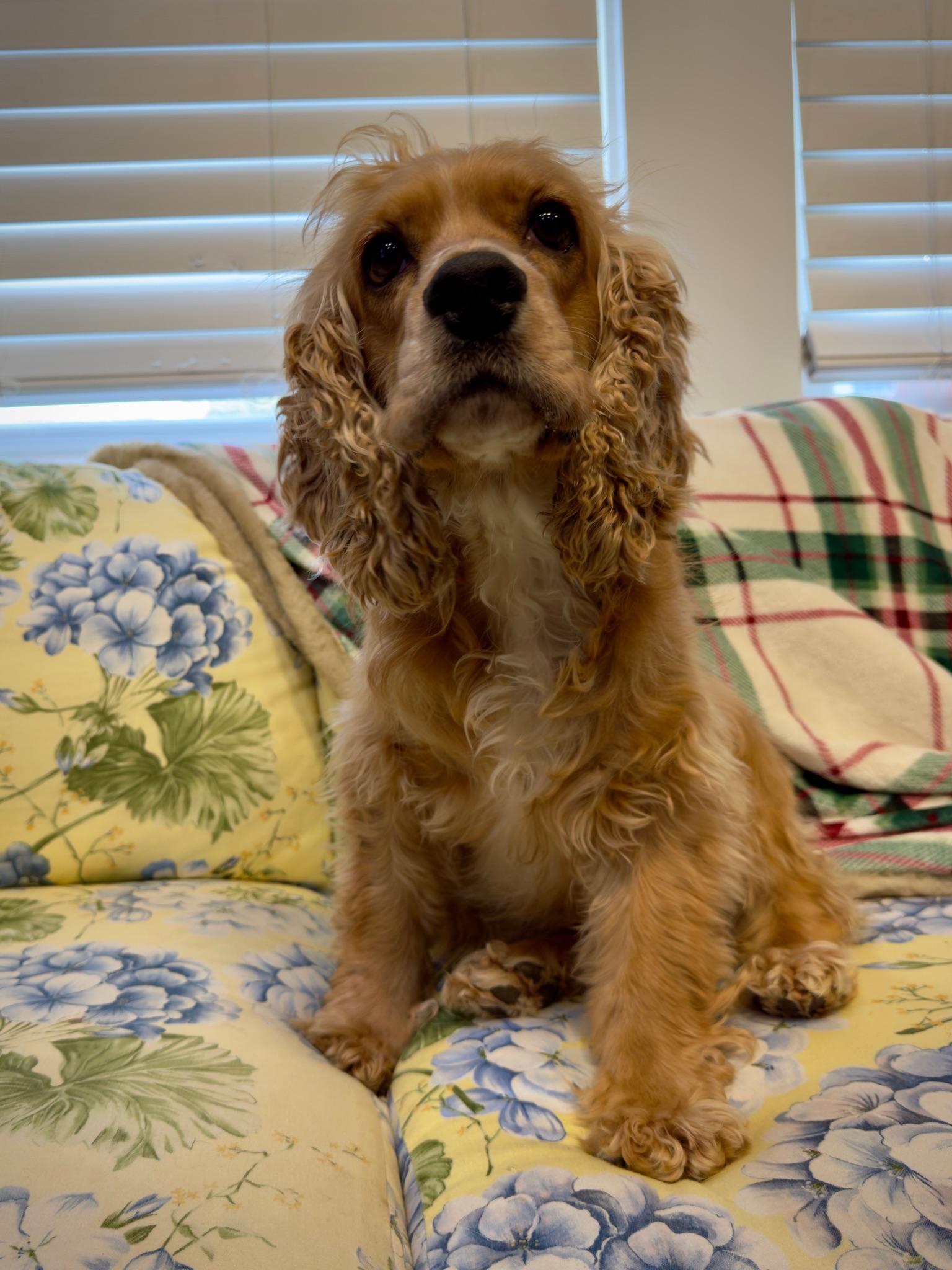 Enlarge Coy the Cocker , a ADOPTABLE mixed breed in Lawrenceville, GA image 5/5