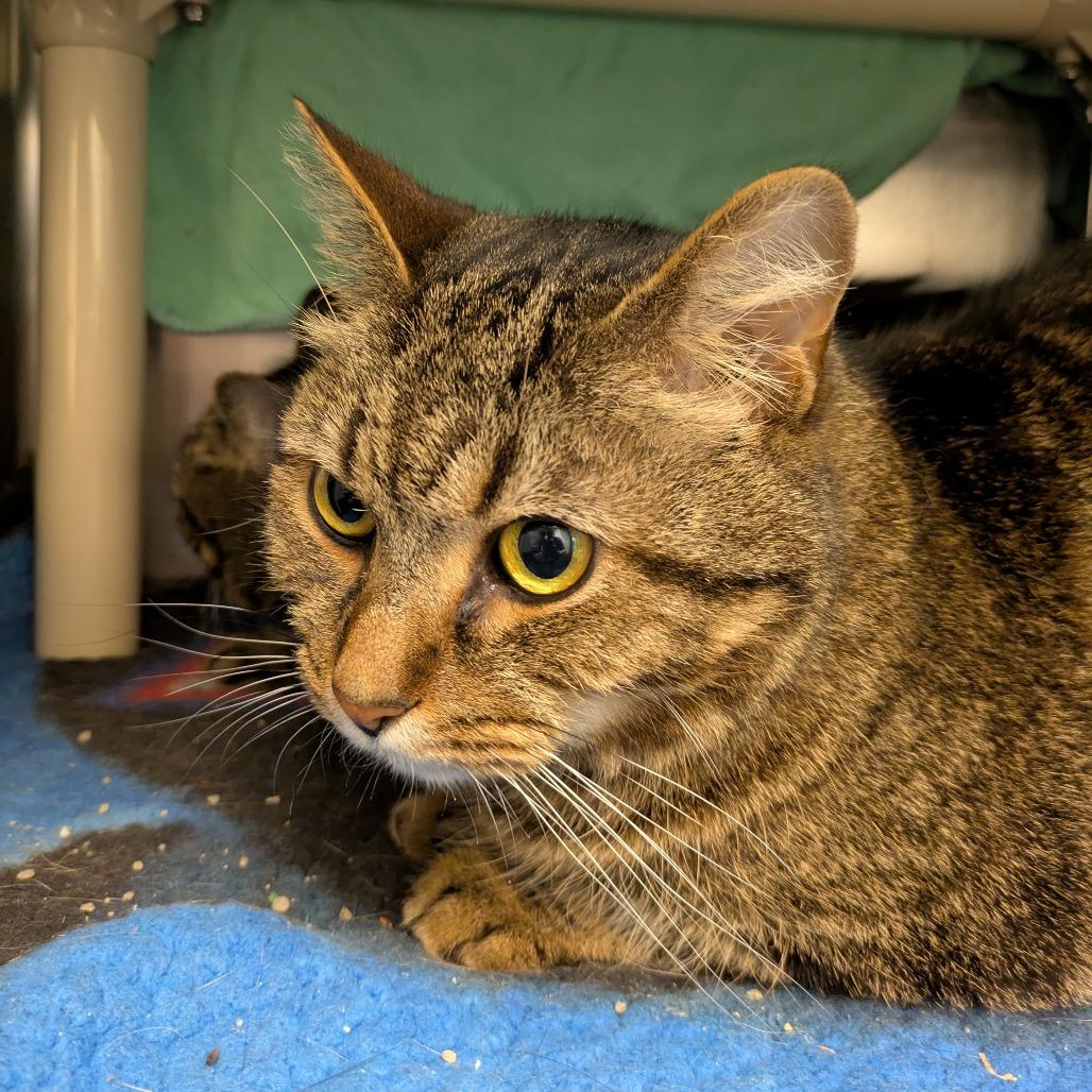 Chunkers - Available from Foster, Adoptable, Adult Male Domestic Short Hair & Domestic Medium Hair.