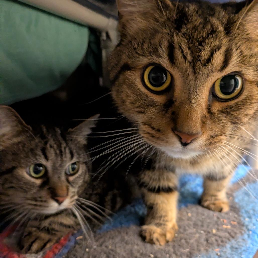 Chunkers - Available from Foster, a Adoptable mixed breed in South Burlington, VT image 2/6